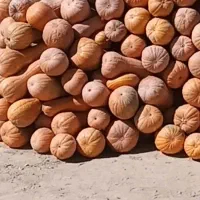 کدو حلوایی خوب|عمده‌فروشی|شاهین دژ, |دیوار