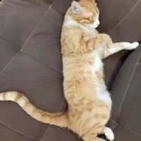 گمشده