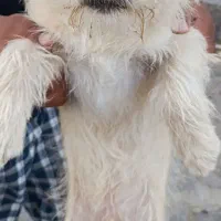 شیتزو|سگ|خلجستان, |دیوار