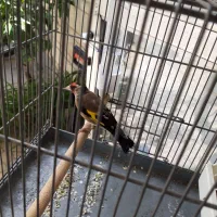 سره نر جوجه قفس