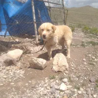 سگ نره جوان نگهبان