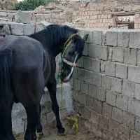 اسب نر اصیل کورد