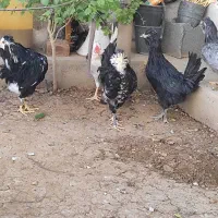 گلین لری|حیوانات مزرعه|زرقان, |دیوار