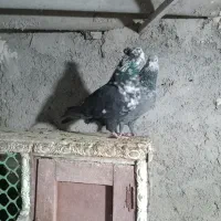 کبوتر کلاغ نواری|پرنده|گلبهار, شهر جدید گلبهار|دیوار
