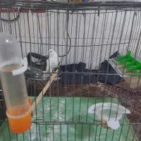 فروش قناری سفید