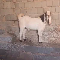 تکشاد|حیوانات مزرعه|تربت جام, جلگه موسی آباد|دیوار