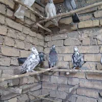 کبوتر .|پرنده|تهران, خاوران|دیوار