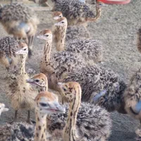 فروش جوجه گردن ابی شترمرغ آذربایجانشرقی