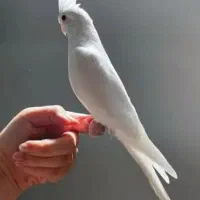 طوطی عروس هلندی سخنگو رام دستی