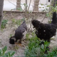یه جفت نیمچه مرغ لهستانی زینتی