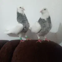 کبوتر یا کفتر طوقی شازده کرمانشاهی