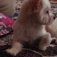جفت گیری رایگان