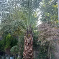 فونیکس خرما