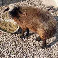 گوسفند نر شش ماهه