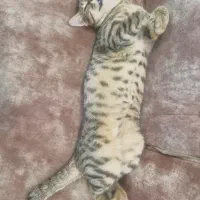 بچه گربه نر ۵ ماه نژاد dshواکسن زده شده