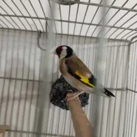 سهره نر دوساله مست رام رام