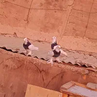 کفتر طوقی دم سفید بلژیکی.بادکنکی شازده. سرخ آبادان|پرنده|باقرشهر, |دیوار
