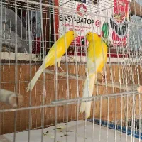 10رسمی بلند جوجه امسال آماده جفت