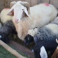 قوچ لاکن بختیاری اصل لنگ جمل بره میش