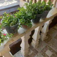 گل و گیاه خانگی