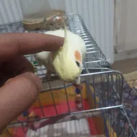 عروس هلندی دستی رام نر ماده