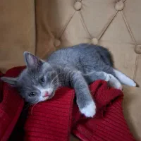 بچه گربه|گربه|تبریز, |دیوار