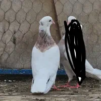 کبوتر|پرنده|شاهین دژ, |دیوار
