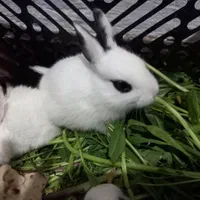 بچه خرگوش