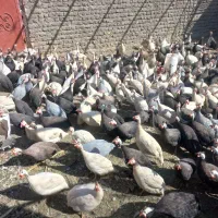 شاخدار