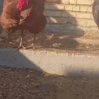 فروش یک عدد بوقلمون نر