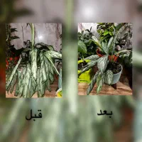 قرص کود گیاهی