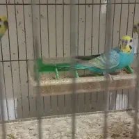 لونه پرنده|لوازم جانبی حیوانات|بوشهر, |دیوار