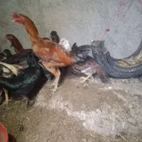 مرغ لاری .خروس لاری. مرغ خانگی