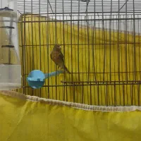 قناری نرمست مست|پرنده|بندر ماهشهر, |دیوار