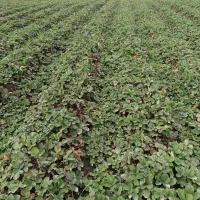 فروش نهال توت فرنگی|خدمات باغبانی و درختکاری|خان ببین, |دیوار