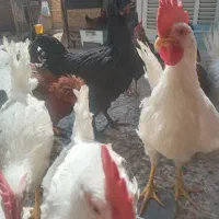 خروس۶رتا  ومرغ  ۵ تا