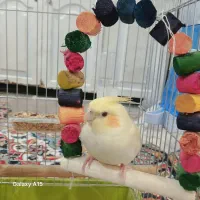 عروس هلندی گم شده|پرنده|خمینی‌شهر, |دیوار