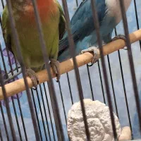 طوطی برزیلی یک جفت|پرنده|سنندج, |دیوار