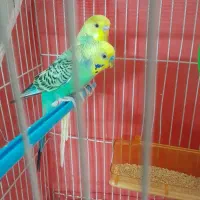 مرغ عشق|پرنده|مشهد, عامل|دیوار