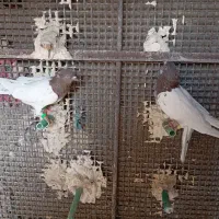 کله ی کاکل نر|پرنده|زاهدان, |دیوار