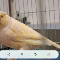 قناری ماده ردفاکتور