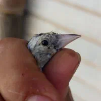 جوه سهره نر گل کرده