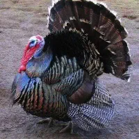 بوقلمون برنز سینه پهن انگلیس فروشی