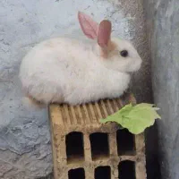 خرگوش سفید