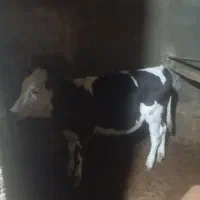 گوساله ماده سیمینتال|حیوانات مزرعه|کمیجان, |دیوار