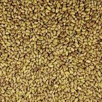 بذر یونجه