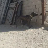 سگ افغان نگهبان|سگ|تهران, شهرک دریا|دیوار
