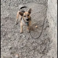 سگ پاکوتاه نگهبان