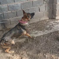 وا گذاری سگ ژرمن