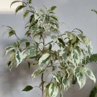 گل اپارتمانی